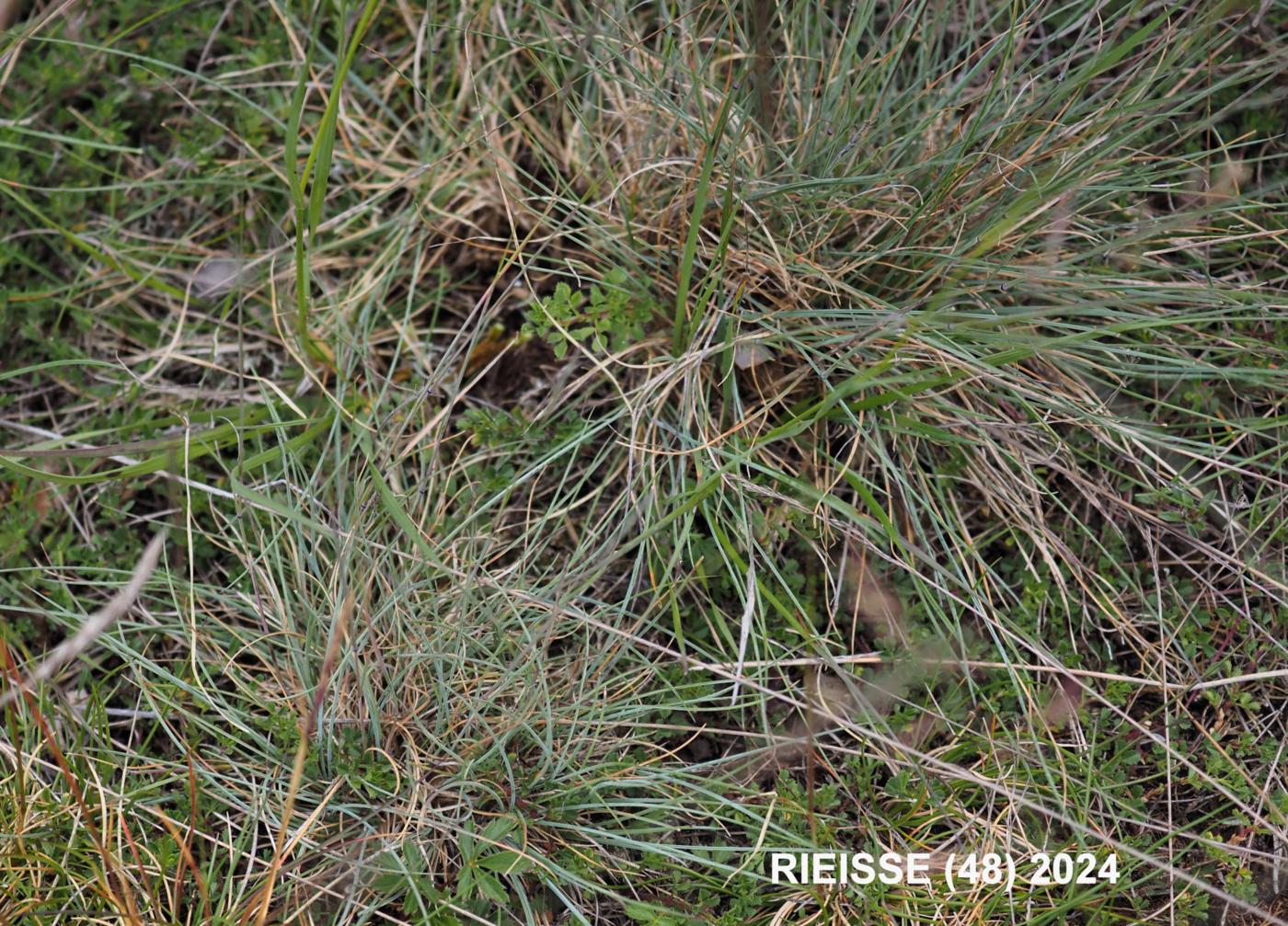 Fescue, (Small-leaved) plant